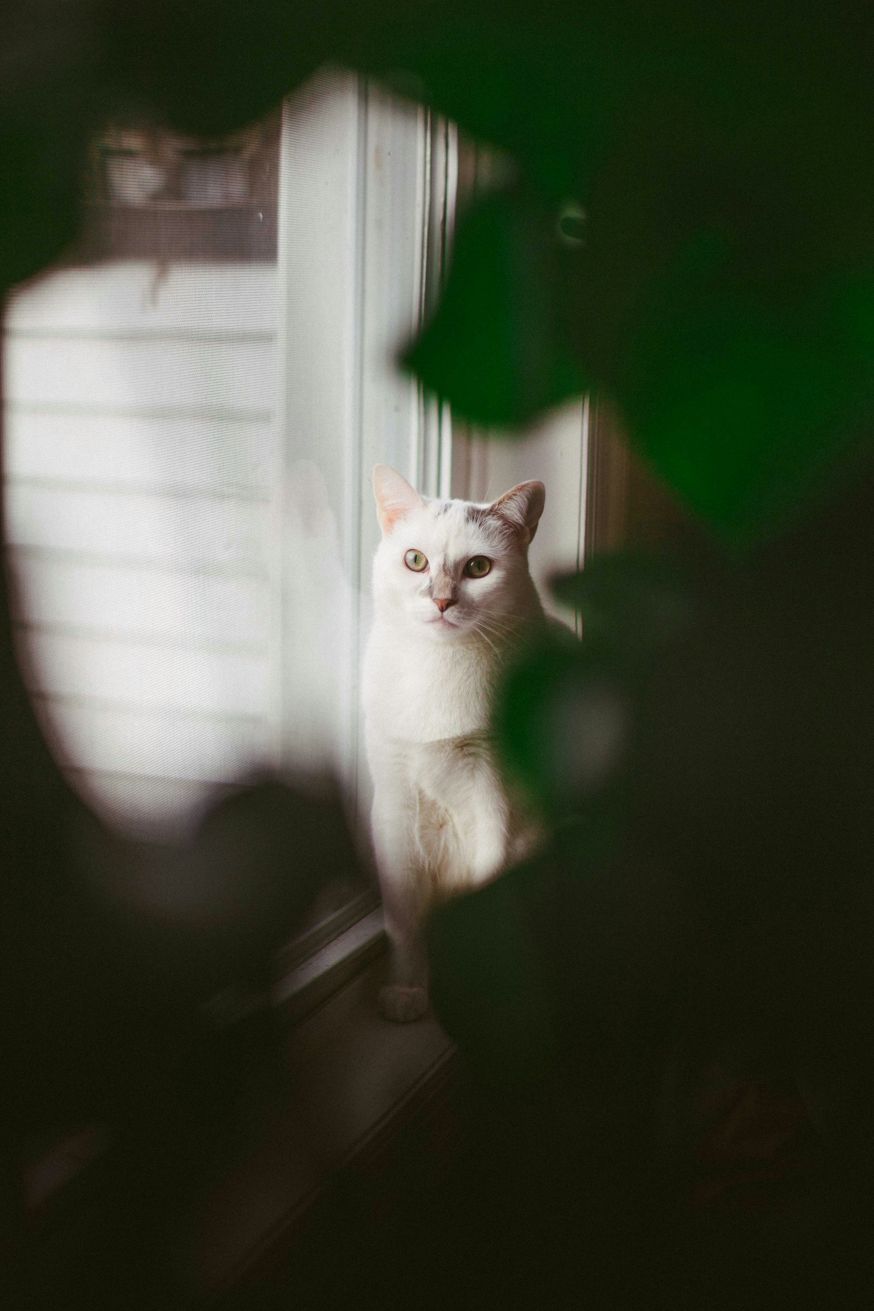 Katze in häuslicher Umgebung genau beobachtet